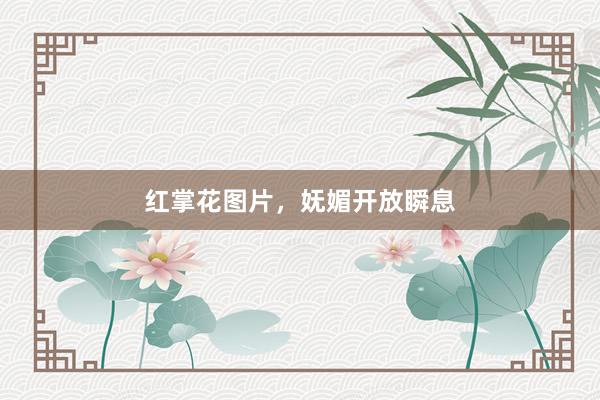 红掌花图片,妩媚开放瞬息